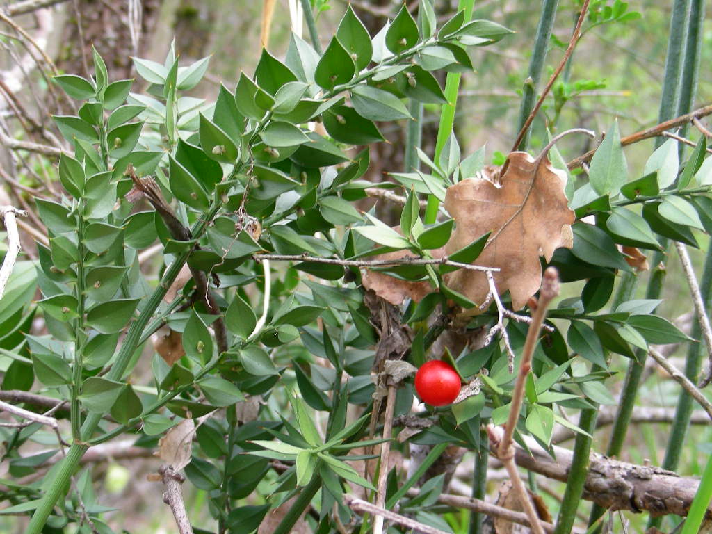 Ruscus aculeatus / Pungitopo